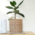 Do Air Ionizers Really Work? A Comprehensive Guide